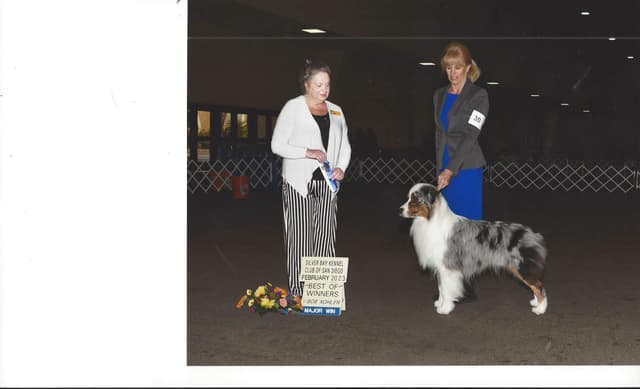Australian Shepherd Puppies media 2
