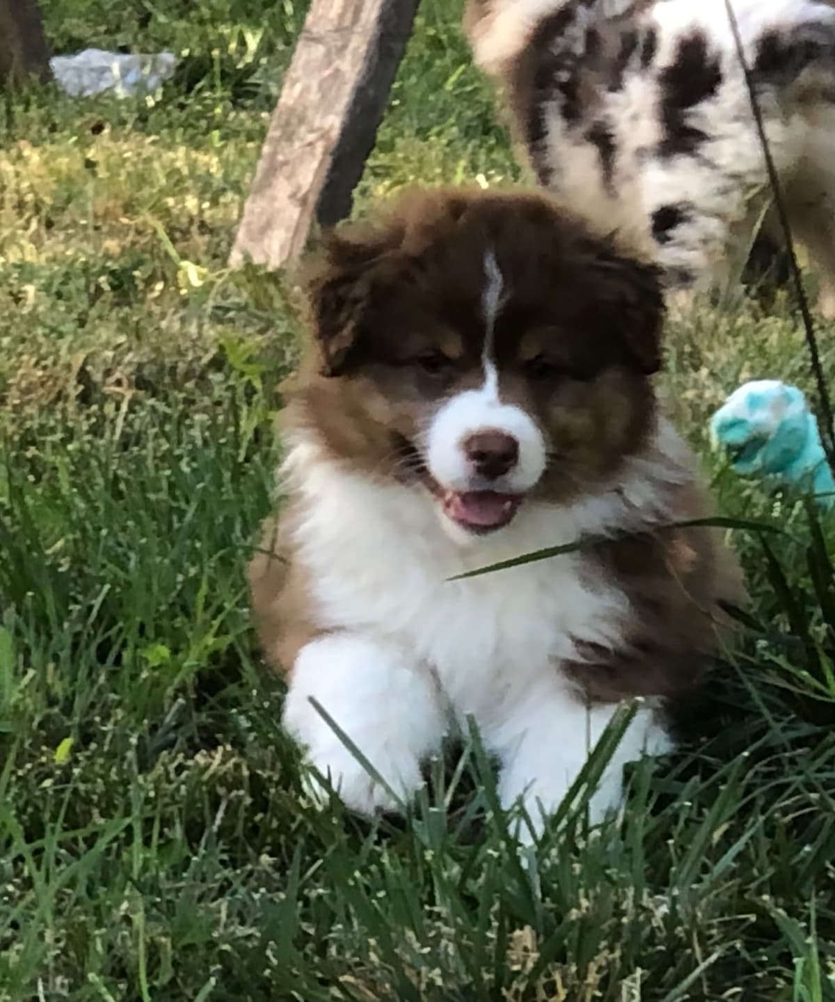 Australian Shepherd Puppies breeder image 3