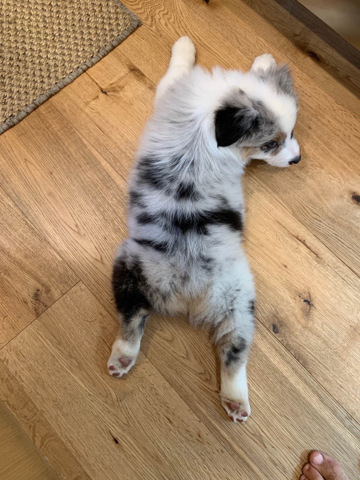 Australian Shepherd Puppies breeder image 6