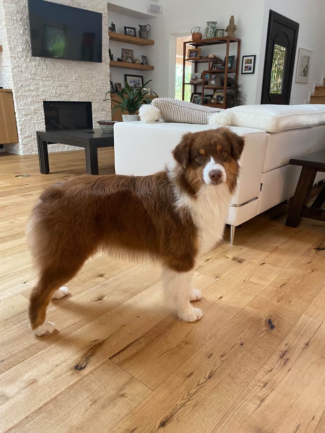 Australian Shepherd Puppies media 3