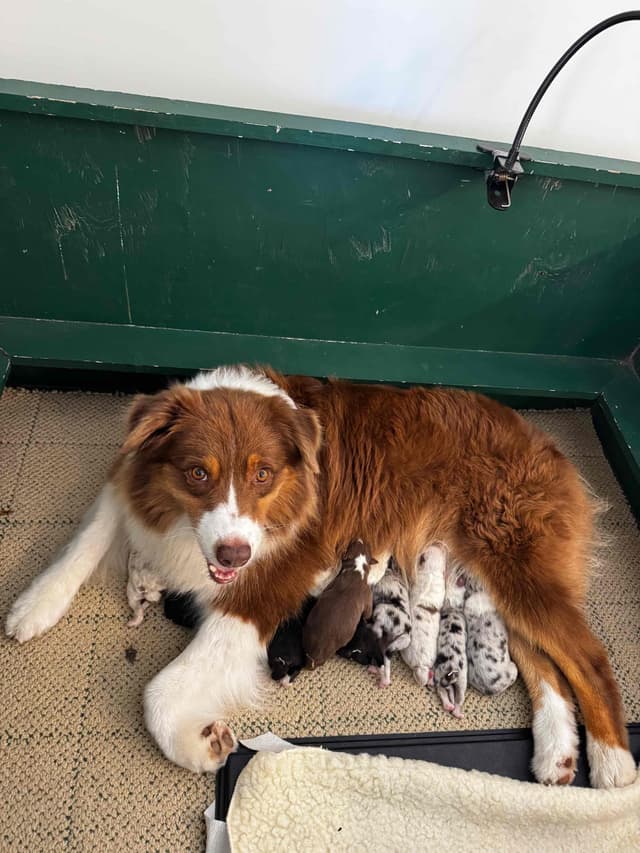 Australian Shepherd Puppies media 4