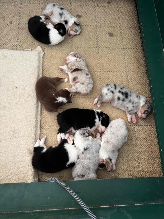 Australian Shepherd Puppies media 5