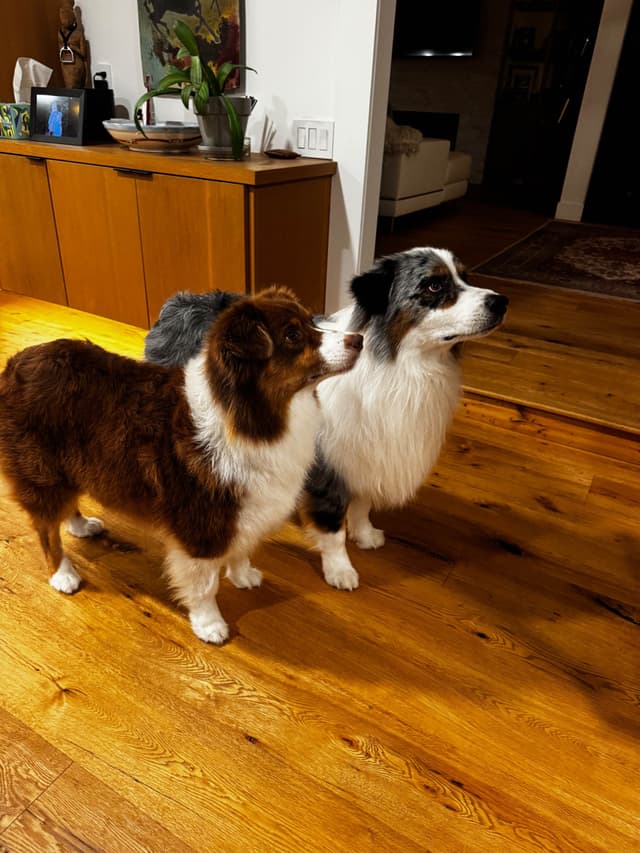 Australian Shepherd Puppies media 6