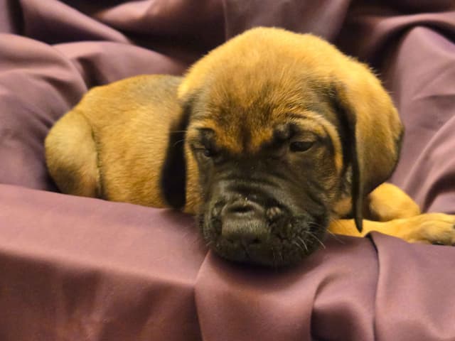 English Mastiff Puppies media 2