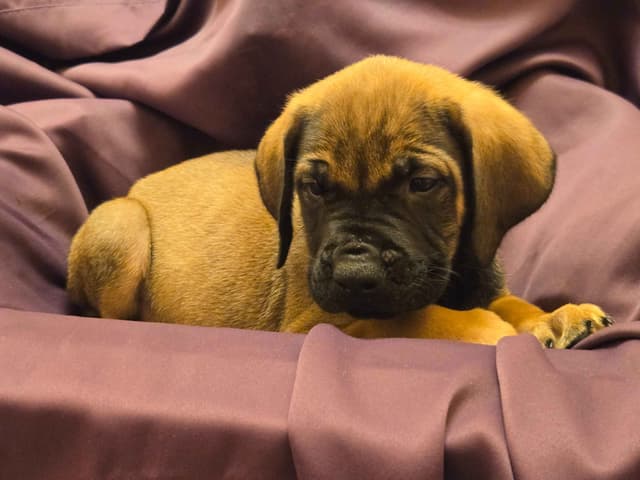 English Mastiff Puppies media 3
