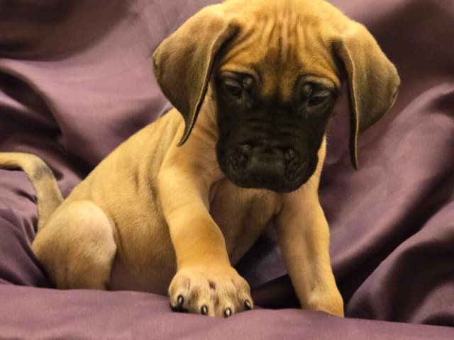 English Mastiff Puppies media 4