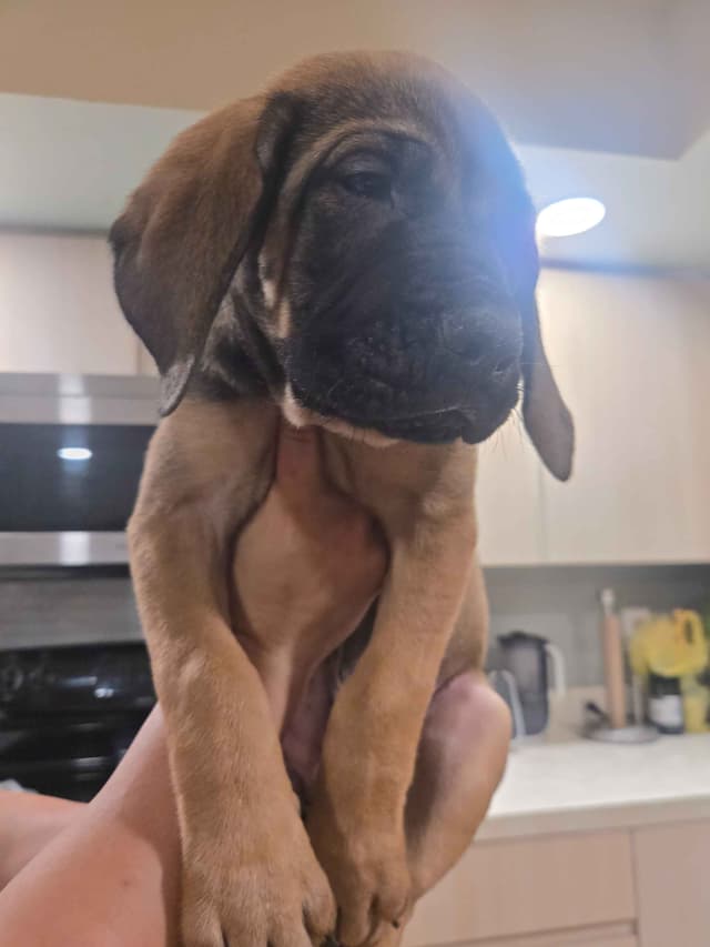 English Mastiff Puppies media 5
