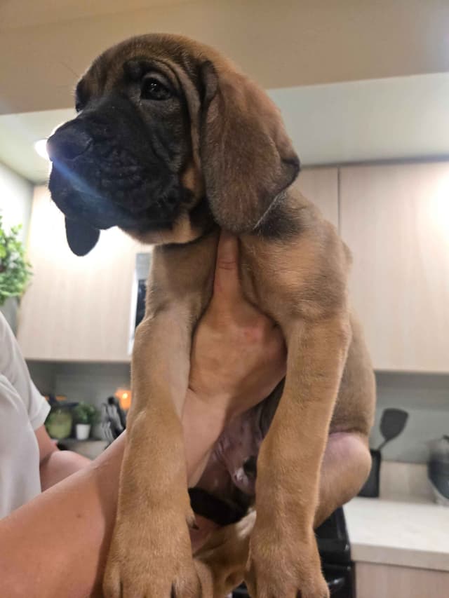 English Mastiff Puppies media 6