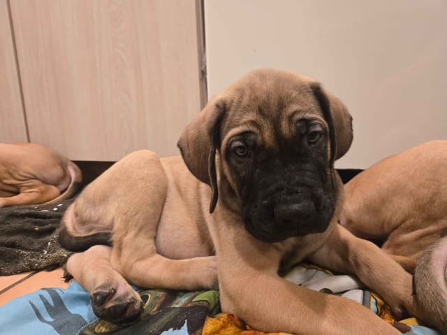 English Mastiff Puppies media 7