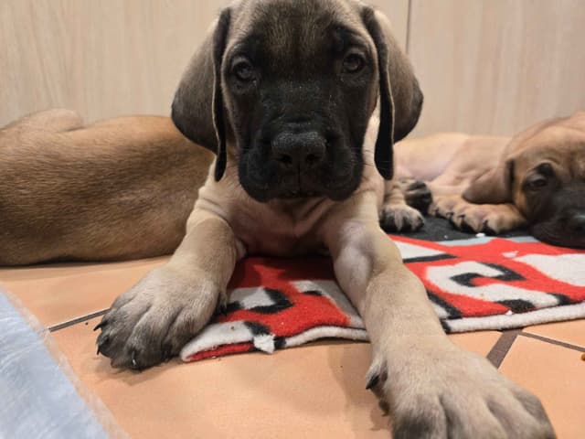 English Mastiff Puppies media 8