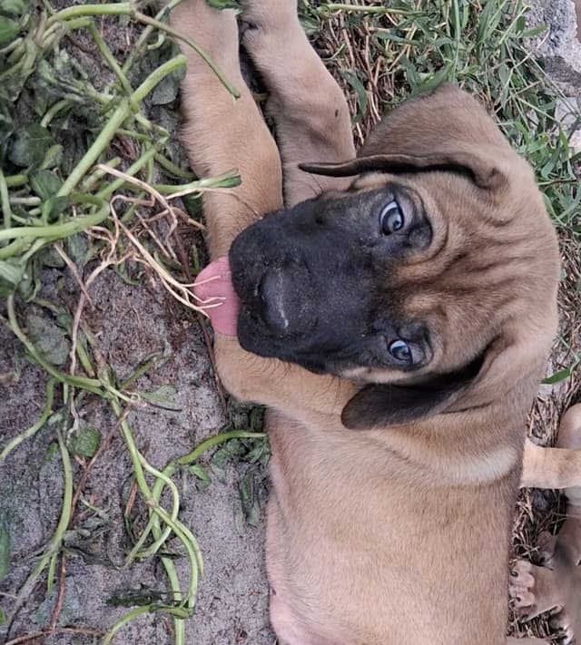 English Mastiff Puppies media 10