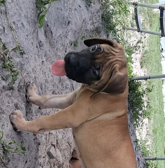 English Mastiff Puppies media 11