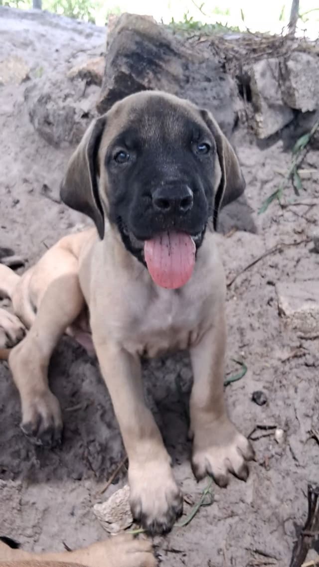 English Mastiff Puppies media 13