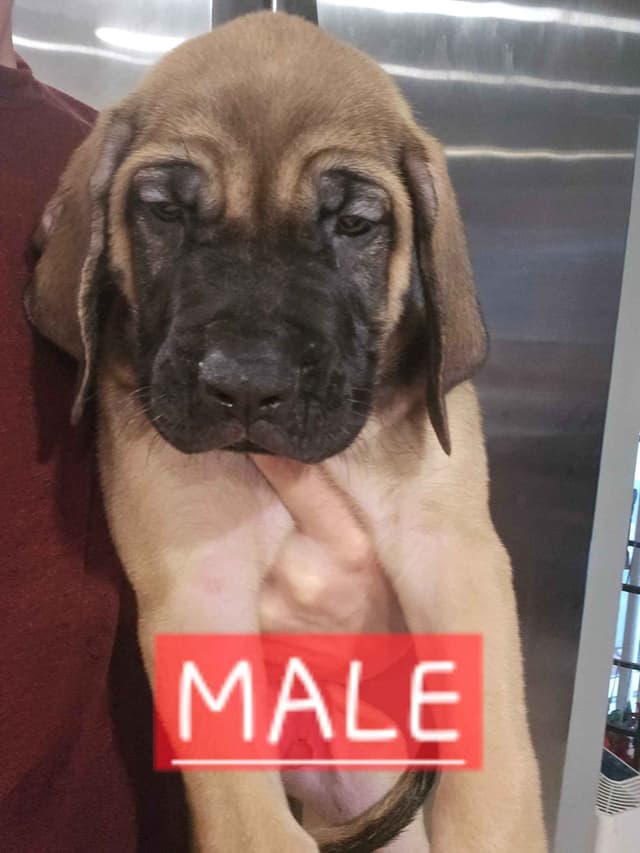 English Mastiff Puppies media 16