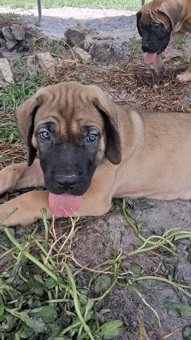 English Mastiff Puppies media 14