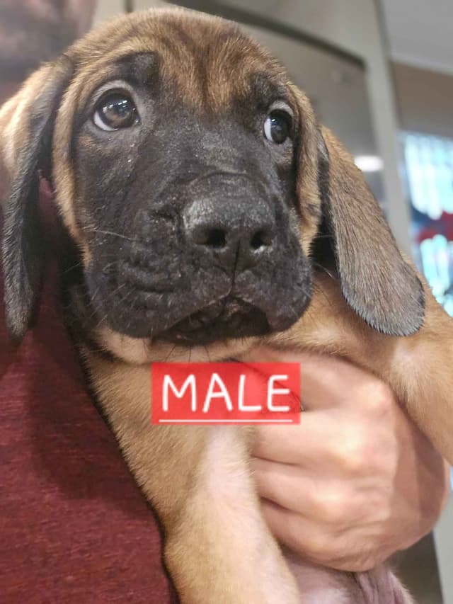 English Mastiff Puppies media 15