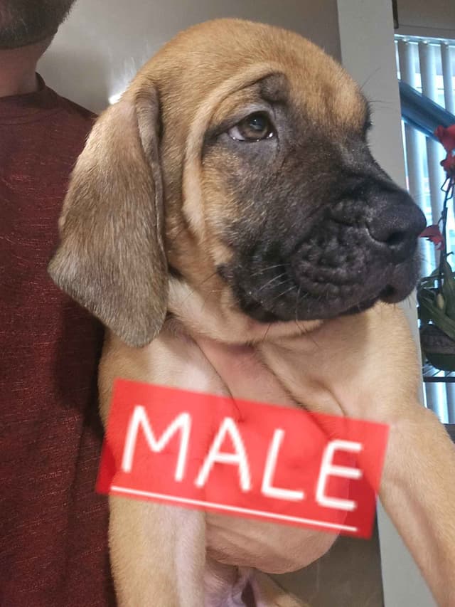 English Mastiff Puppies media 17