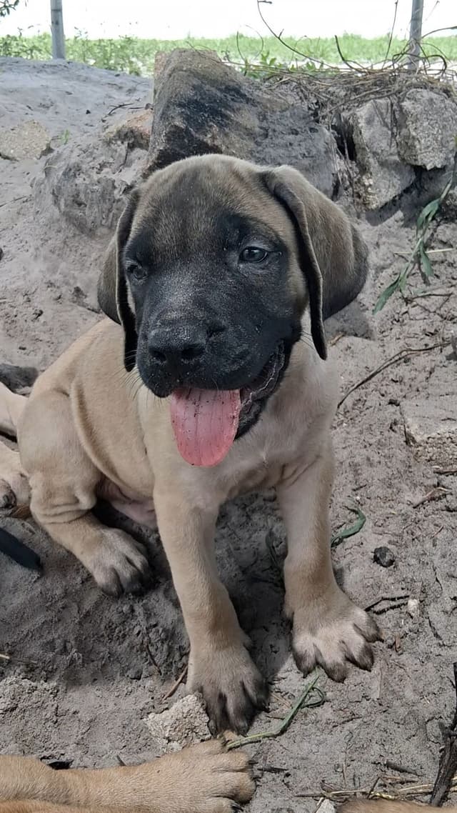 English Mastiff Puppies media 19