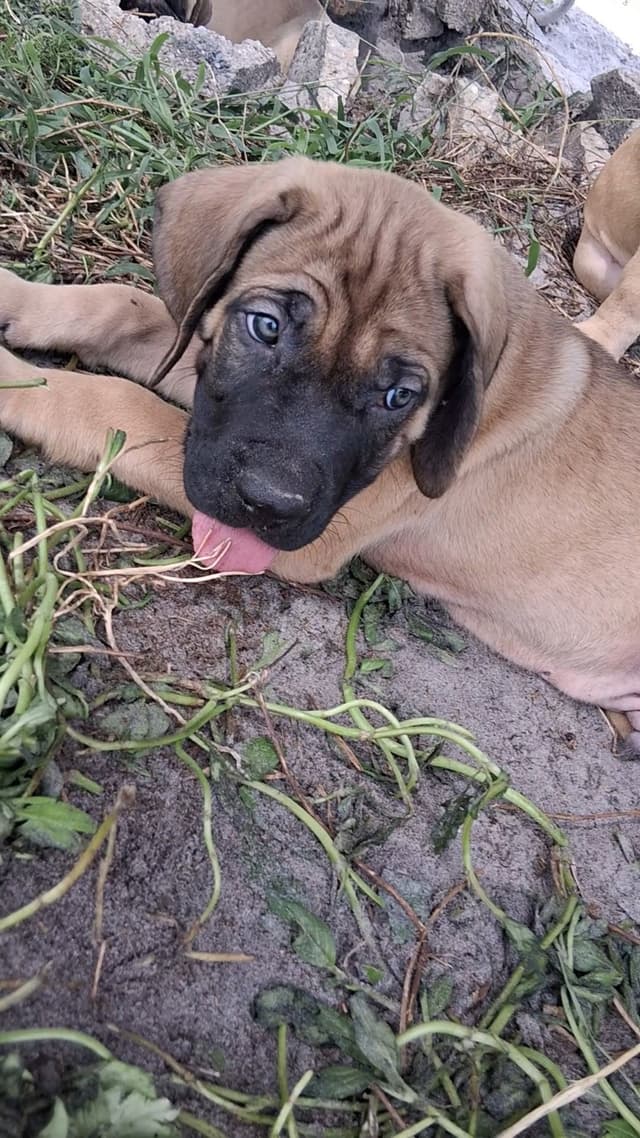 English Mastiff Puppies media 20