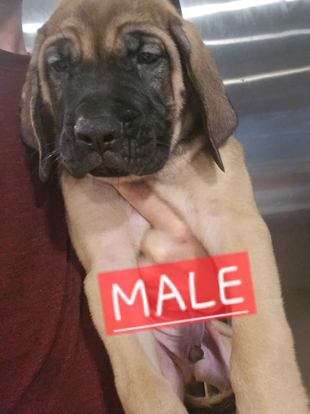English Mastiff Puppies media 22