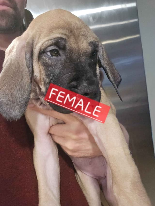 English Mastiff Puppies media 21