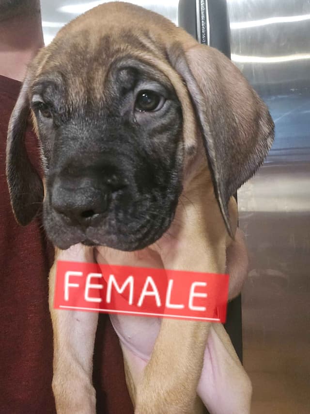 English Mastiff Puppies media 23