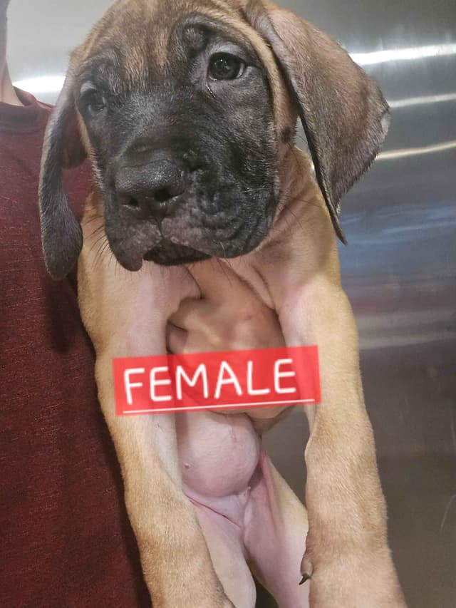 English Mastiff Puppies media 25