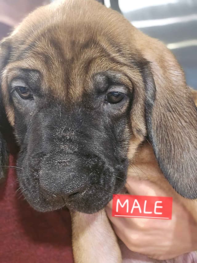 English Mastiff Puppies media 24