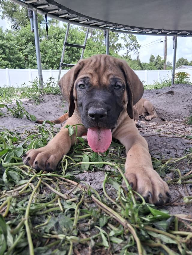 English Mastiff Puppies media 26