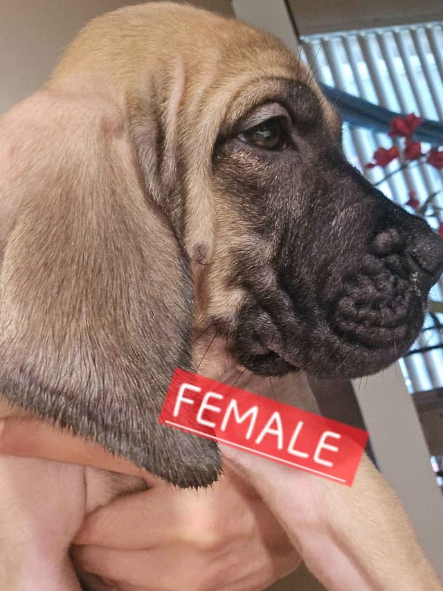 English Mastiff Puppies media 27