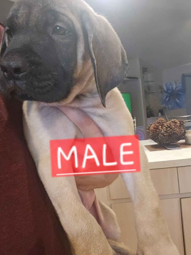 English Mastiff Puppies media 28