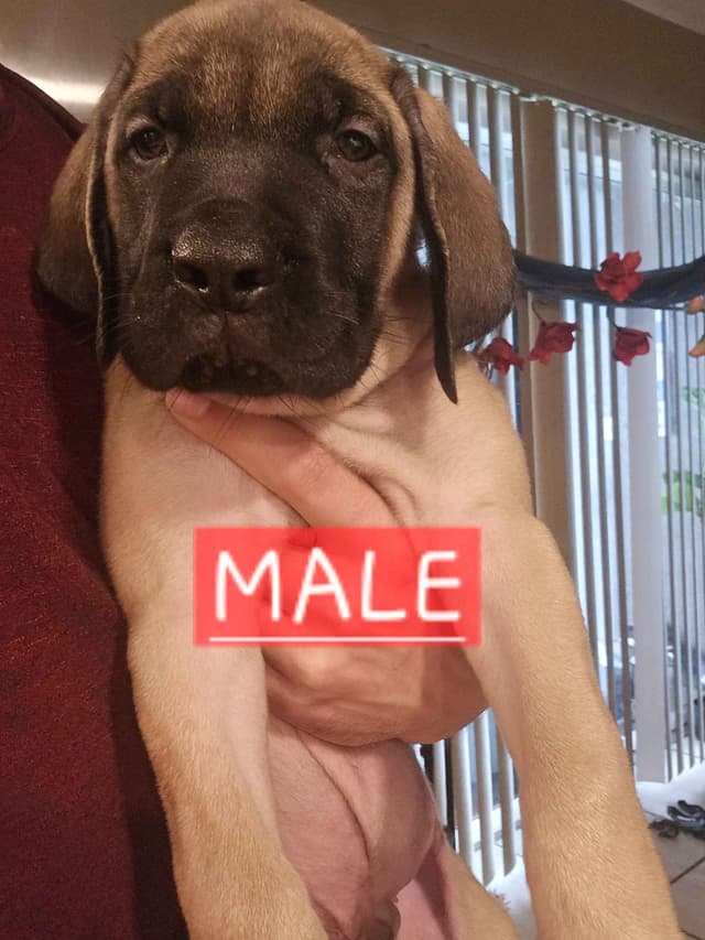 English Mastiff Puppies media 29