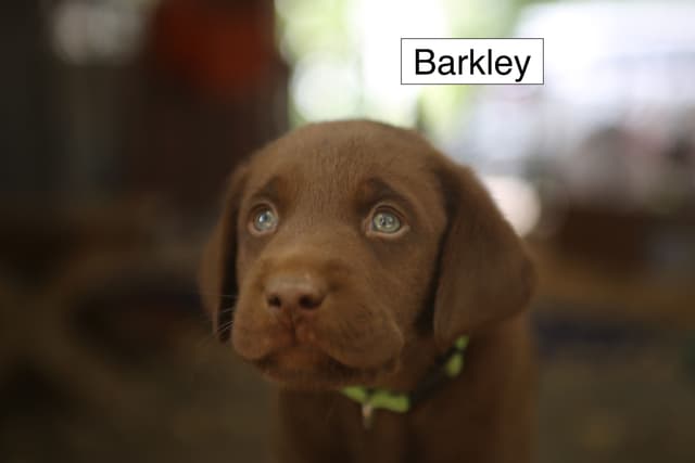 Labrador Retriever Puppies media 2