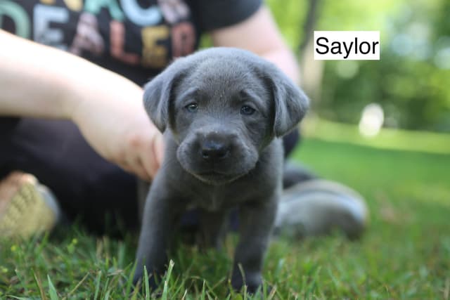 Labrador Retriever Puppies media 3