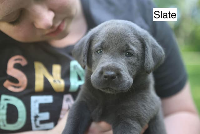 Labrador Retriever Puppies media 4