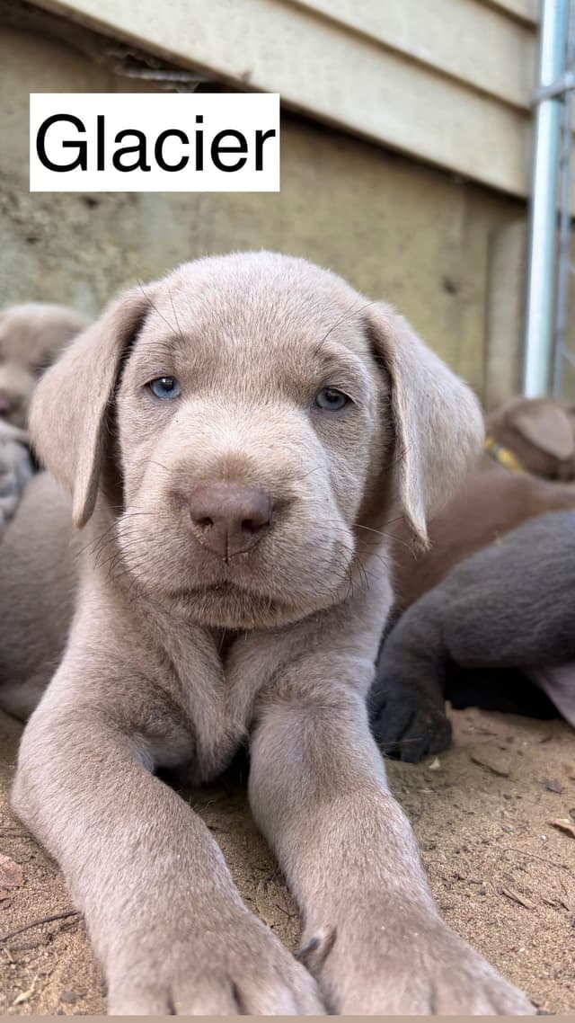 Labrador Retriever Puppies media 5