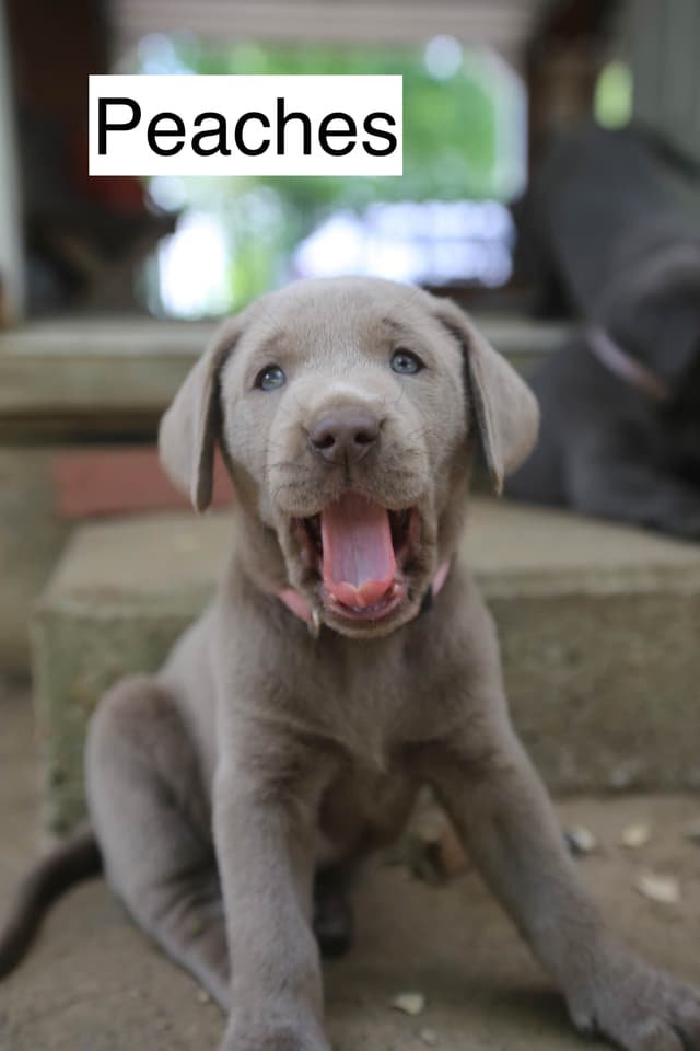 Labrador Retriever Puppies media 6