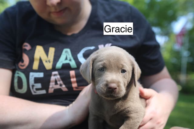 Labrador Retriever Puppies media 7