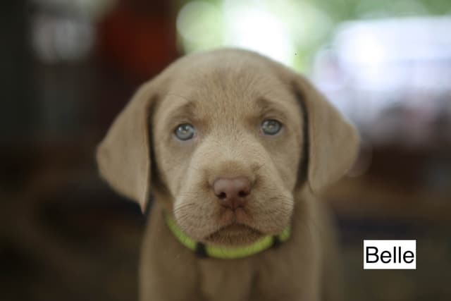 Labrador Retriever Puppies media 8