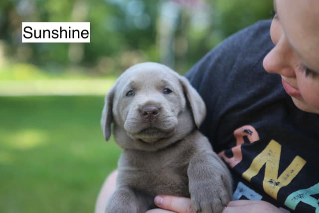 Labrador Retriever Puppies media 9