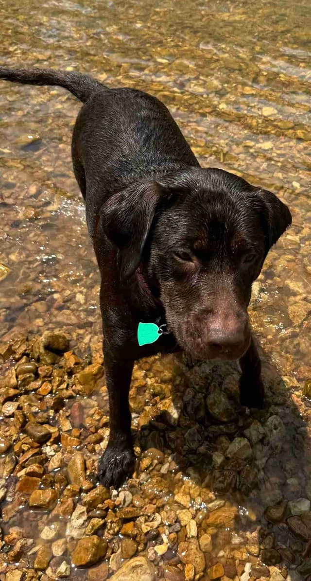 Labrador Retriever Puppies media 3