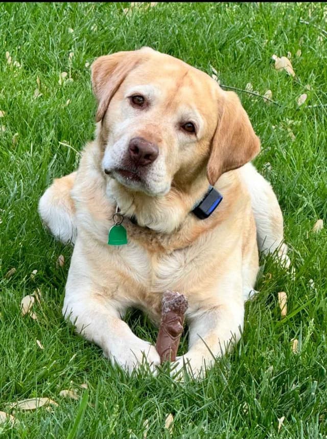 Labrador Retriever Puppies media 2