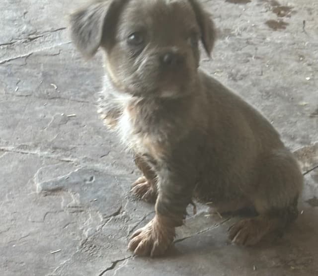 French Bulldog Puppies media 2