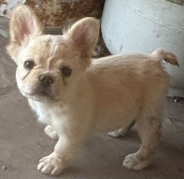 French Bulldog Puppies media 3
