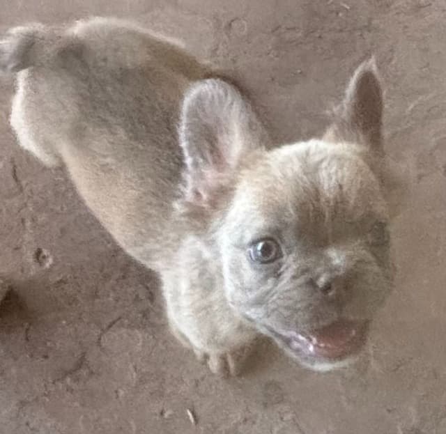 French Bulldog Puppies media 4