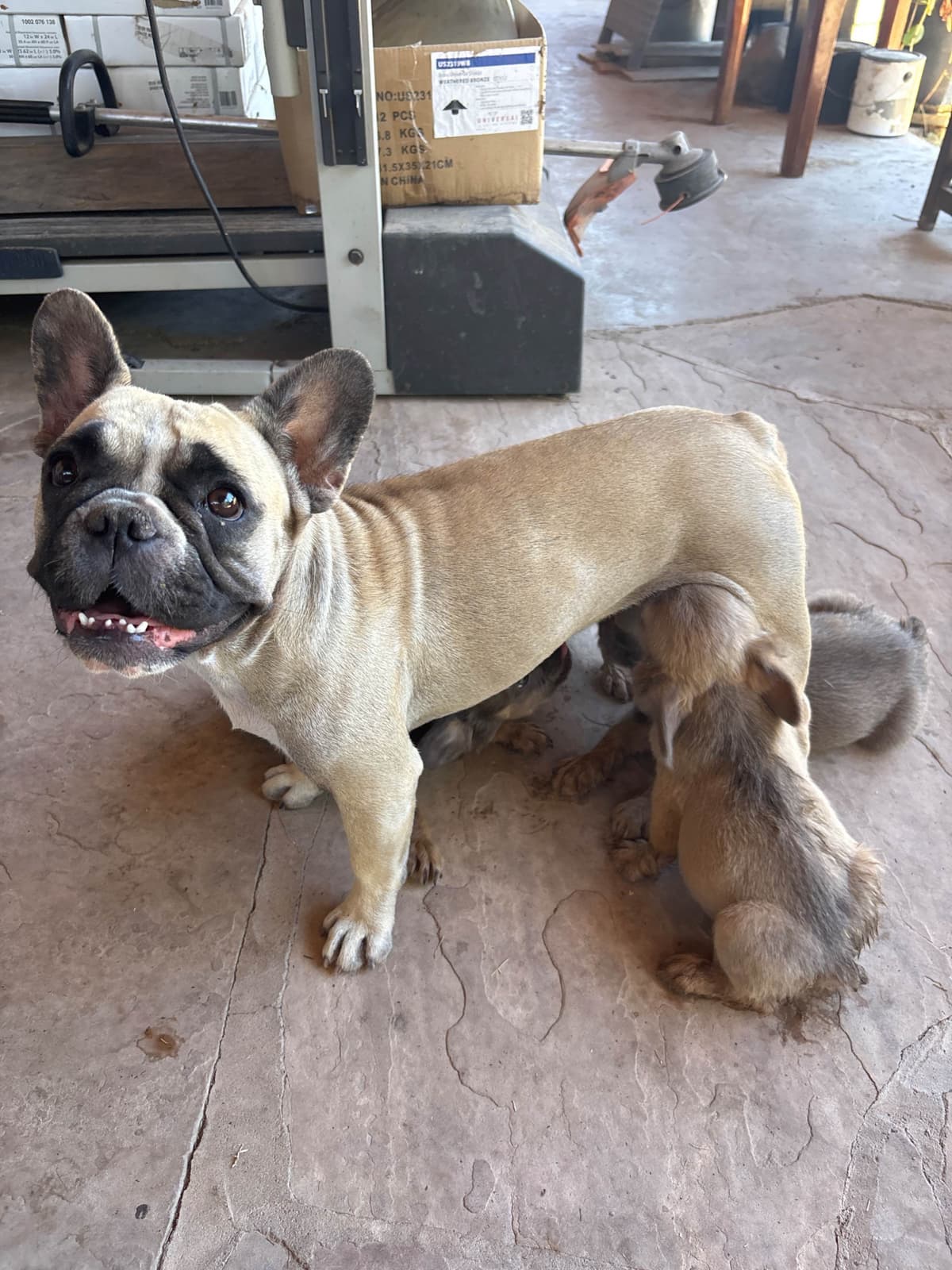 French Bulldog Puppies breeder image 1