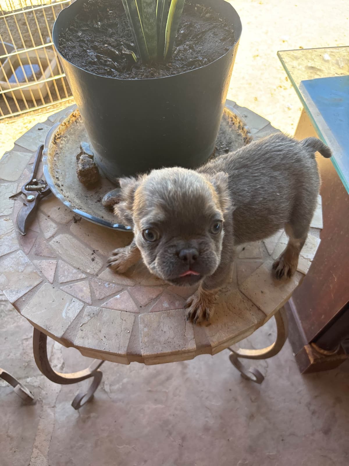 French Bulldog Puppies breeder image 2