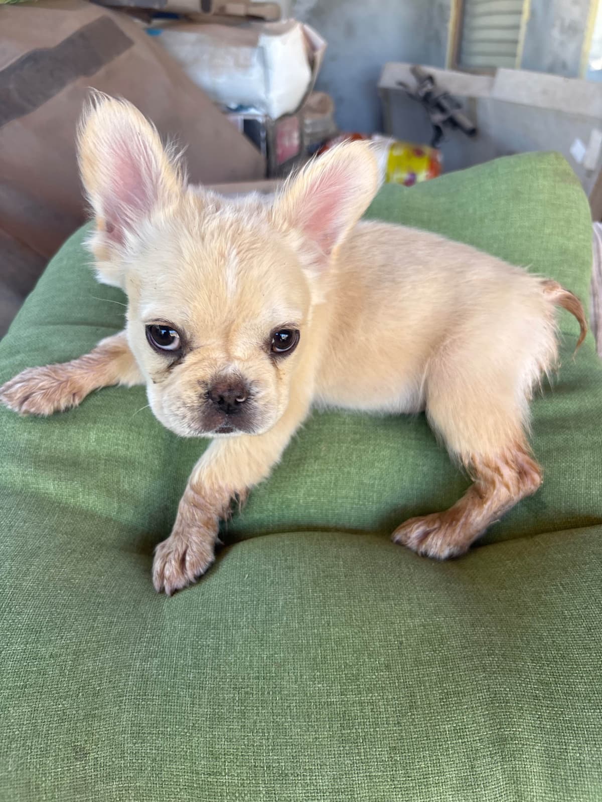 French Bulldog Puppies breeder image 3