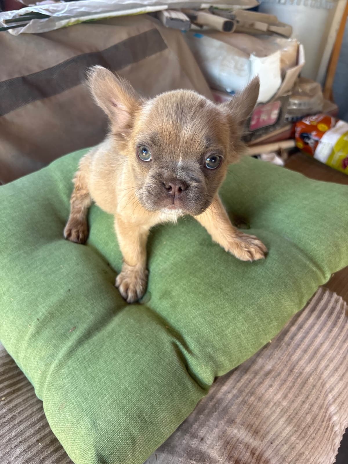French Bulldog Puppies breeder image 4
