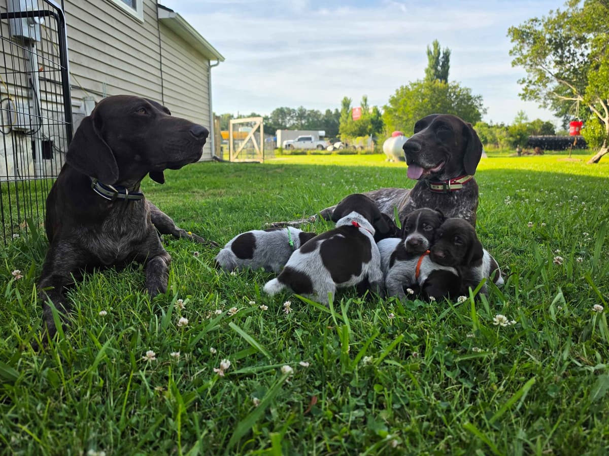 German Shorthaired Pointer Puppies 7-5-26 Only a few puppies left. breeder image 4